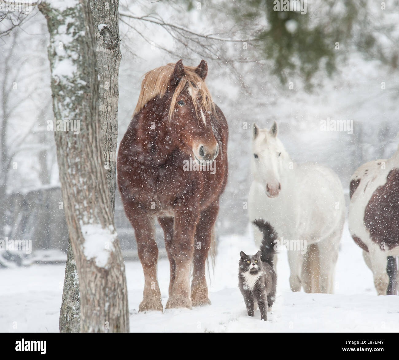 Pferde mit Katze Freund im Schneesturm Stockfoto