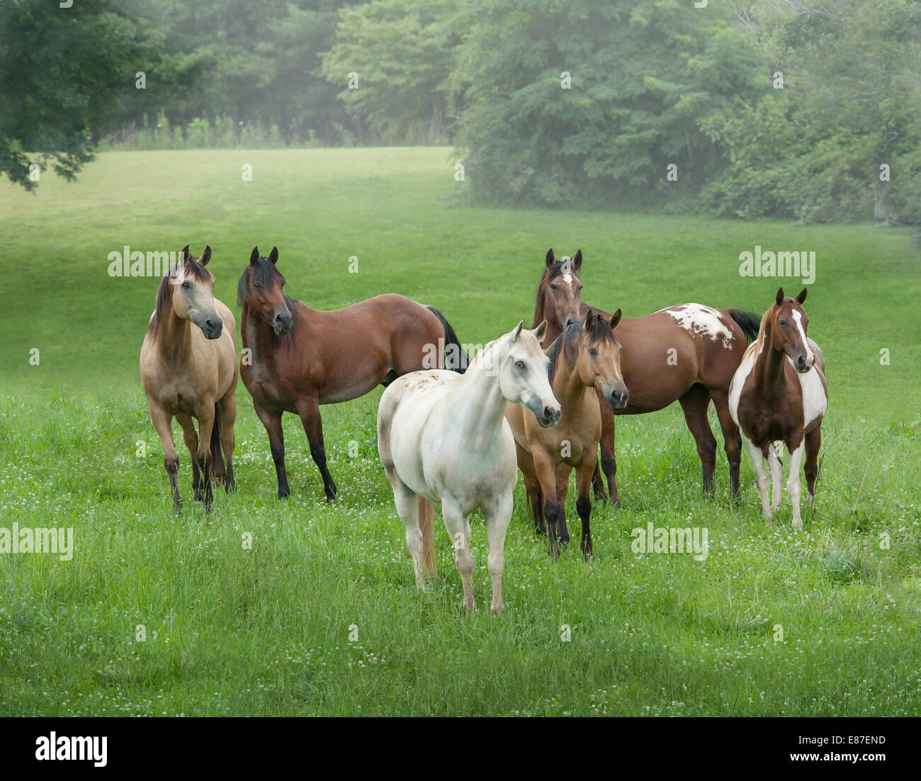 Herde von verschiedenen Pferderassen in üppigen grünen Fahrerlager Stockfoto