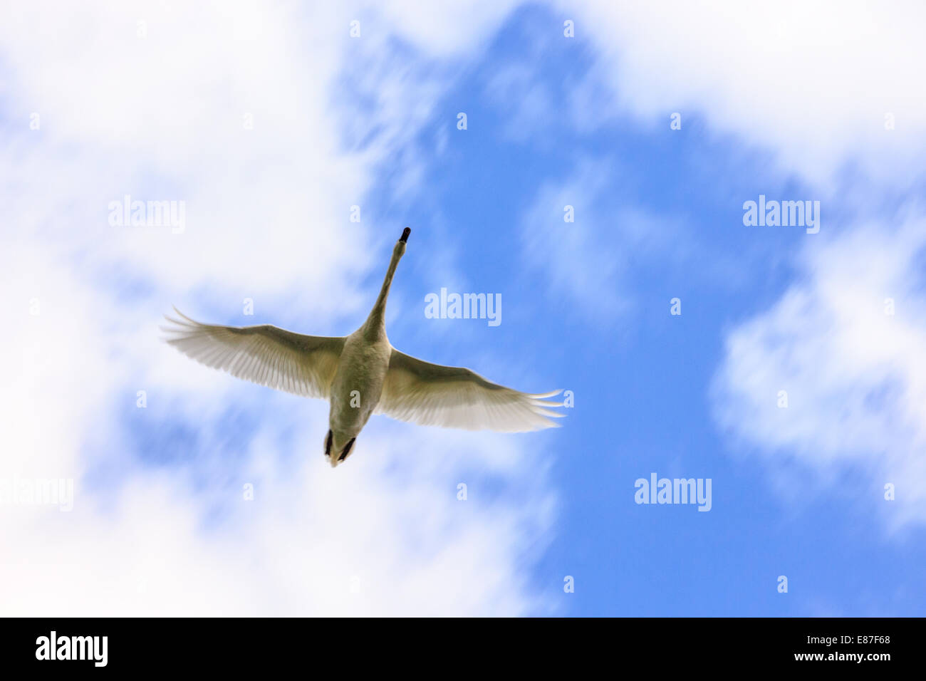 Swan Vorbeiflug Stockfoto