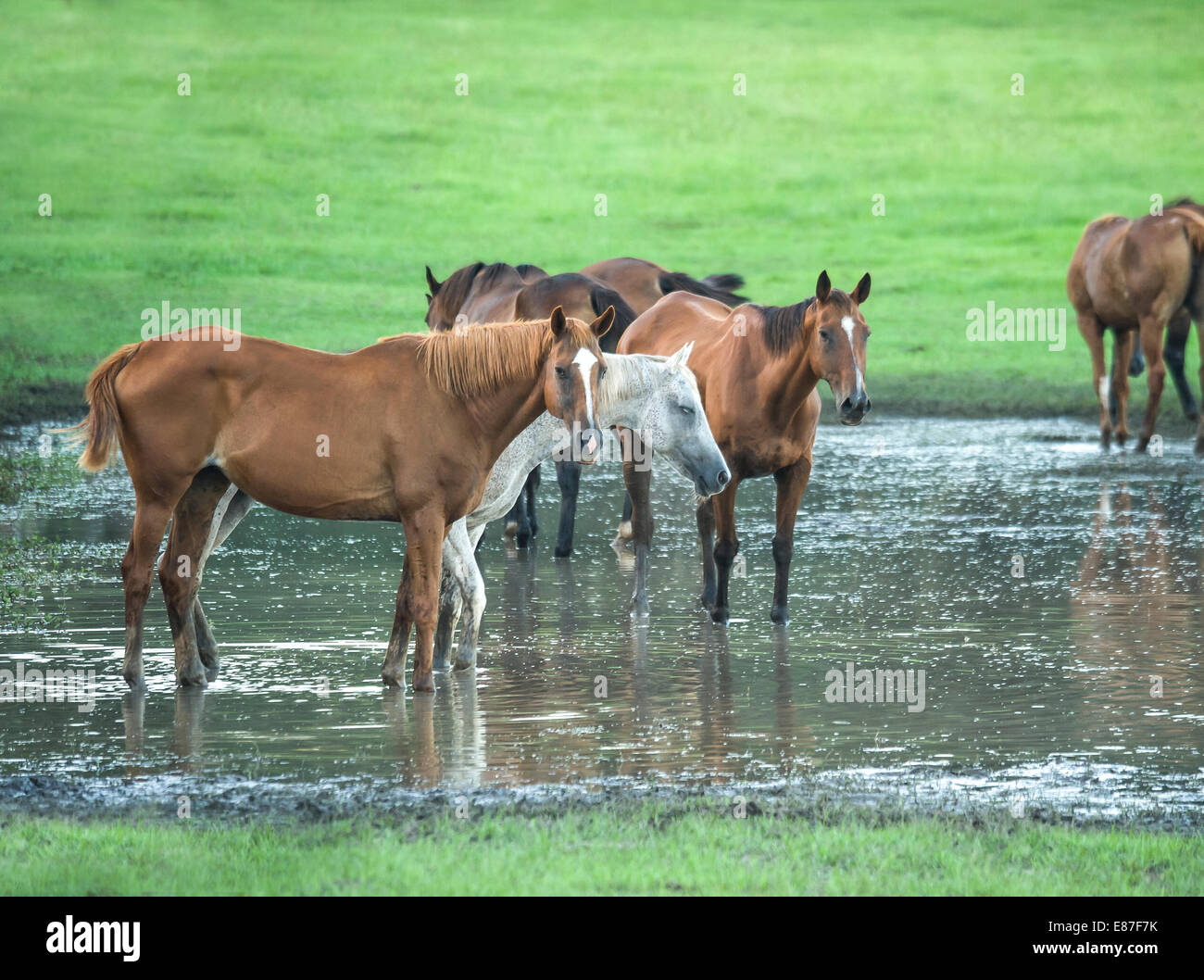 Herde von Arabian Horse Stuten stehen im seichten Teichwasser Stockfoto
