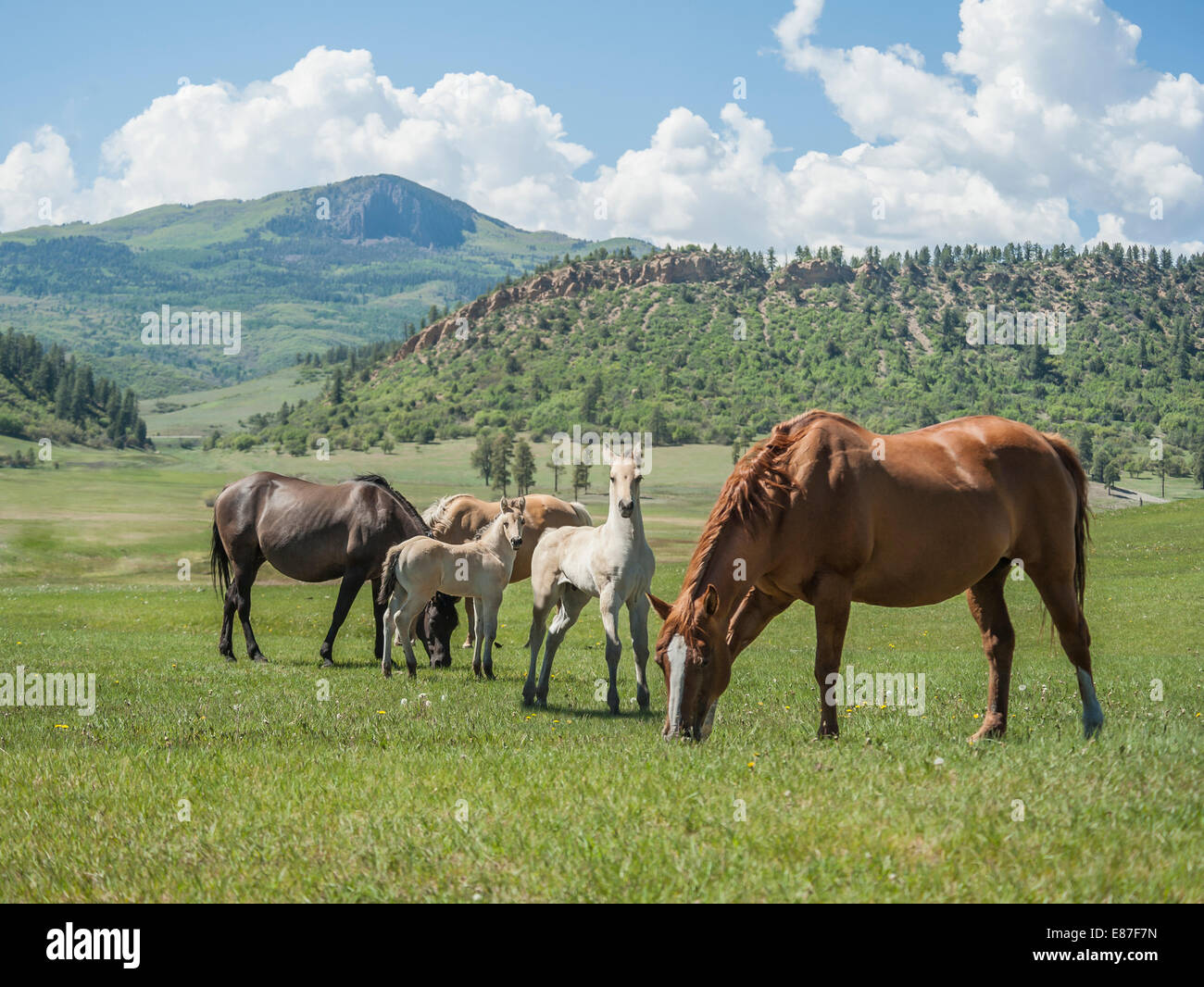 Quarter Horse Herde im südwestlichen Colorado Stockfoto