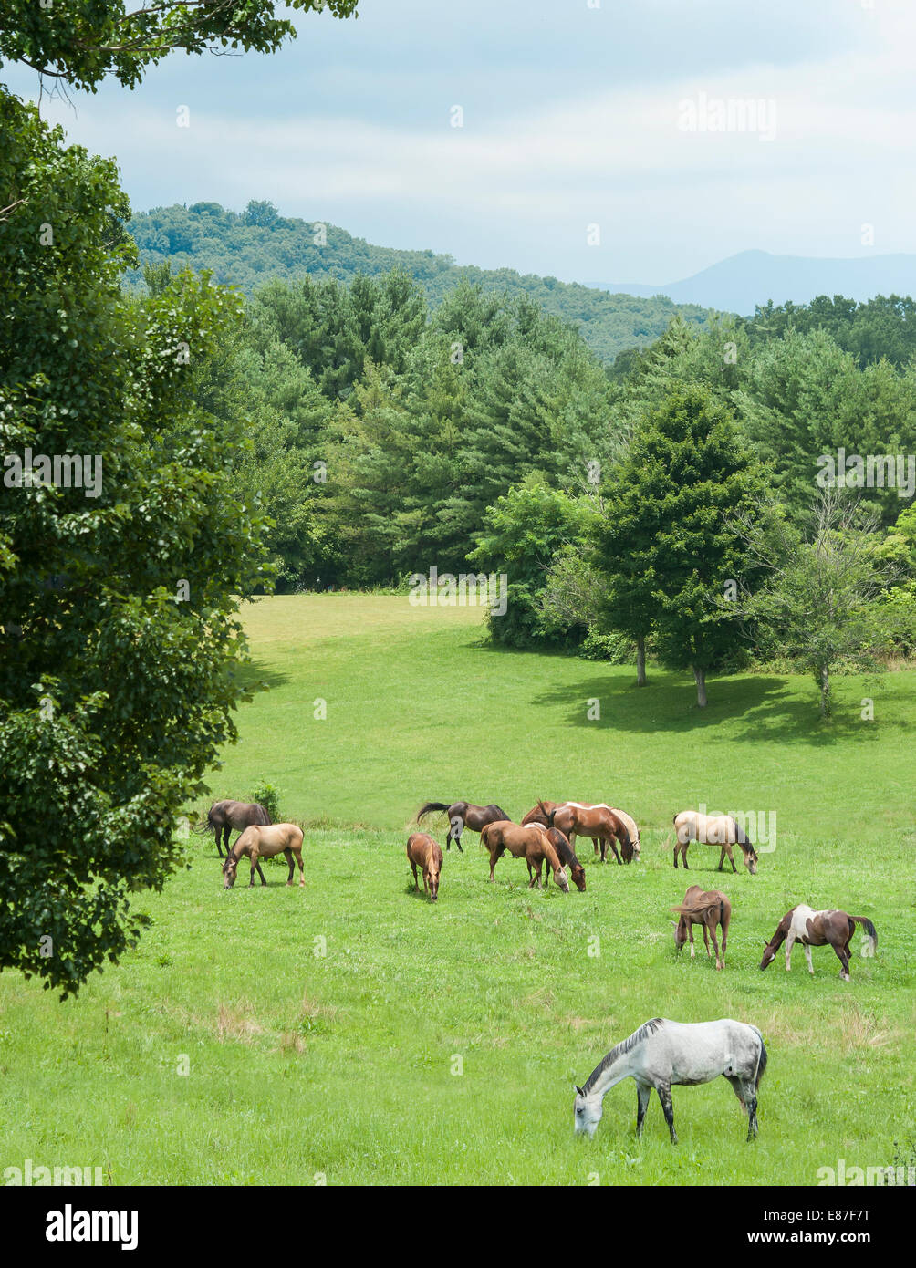 Pferd-Herde mit verschiedenen Rassen Stockfoto