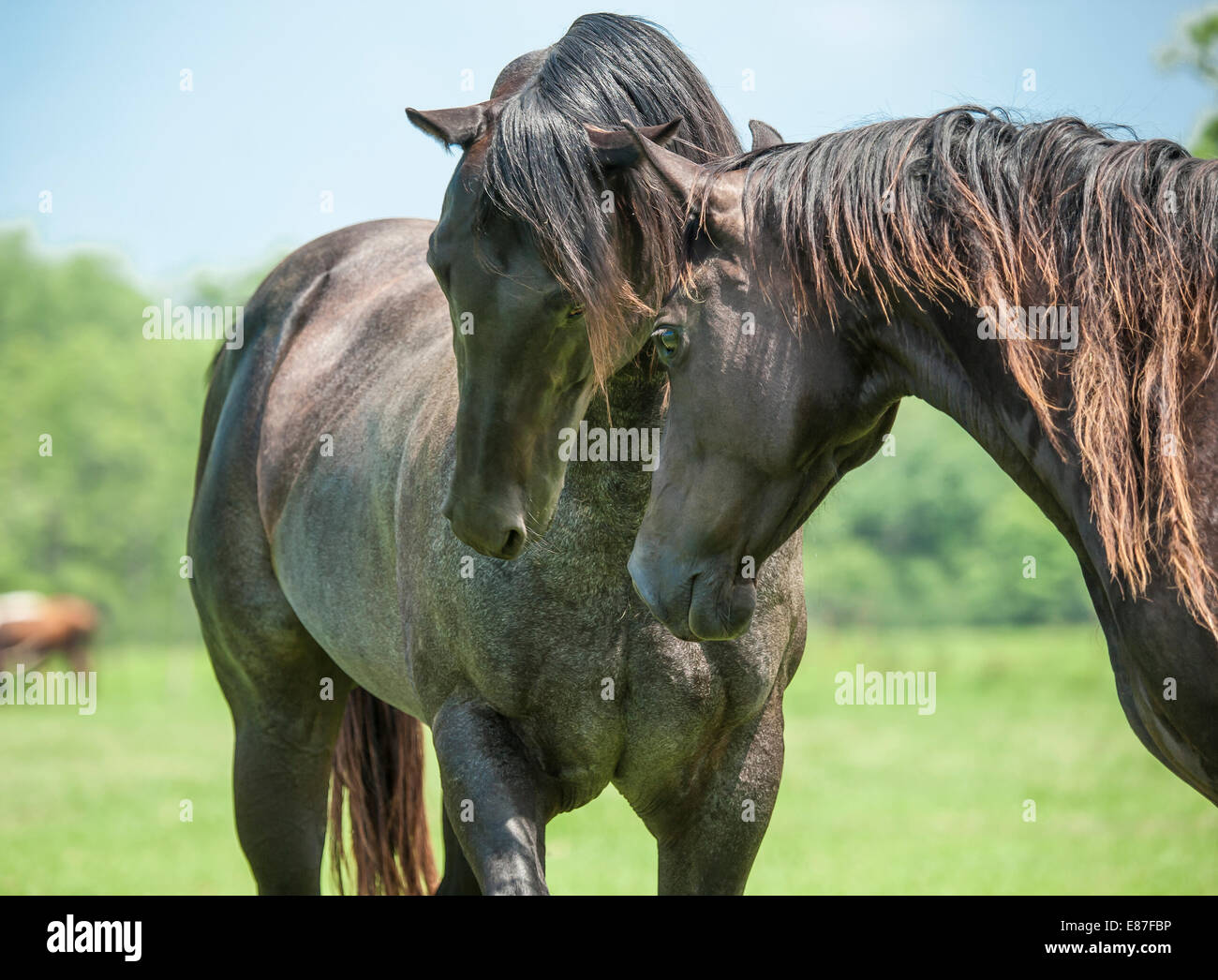Quarter Horse Hengst und Stute Touch Stockfoto