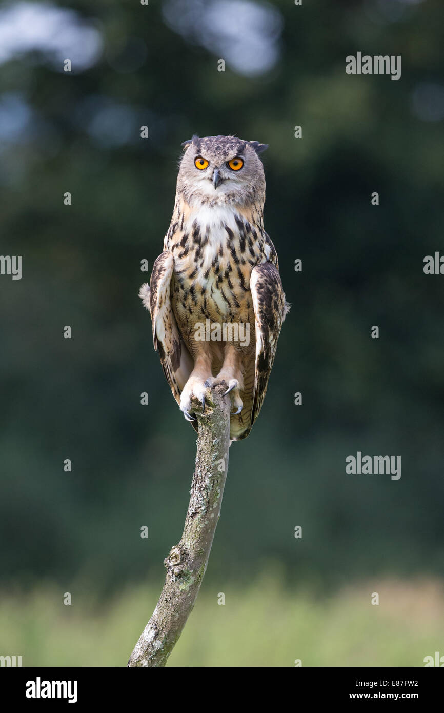 Eurasische Uhu (Bubo Bubo) hocken auf einem abgestorbenen Baum Stockfoto