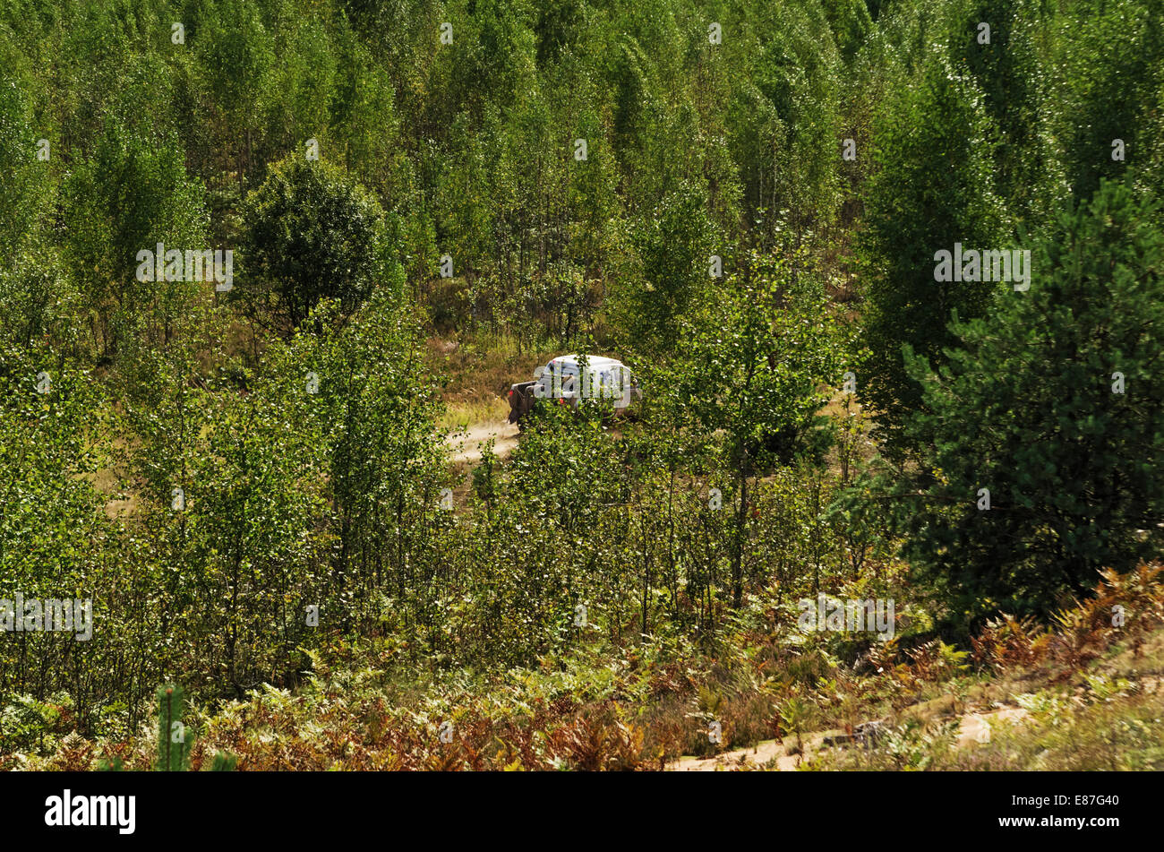 Rennen auf einer Rallye-Raid - junger Wald. Stockfoto