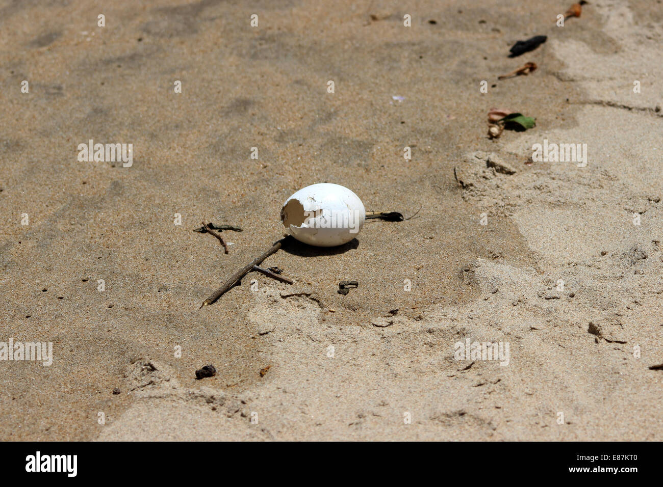 Ei auf den Strand Mamallapuram, Kanchipuram. Stockfoto