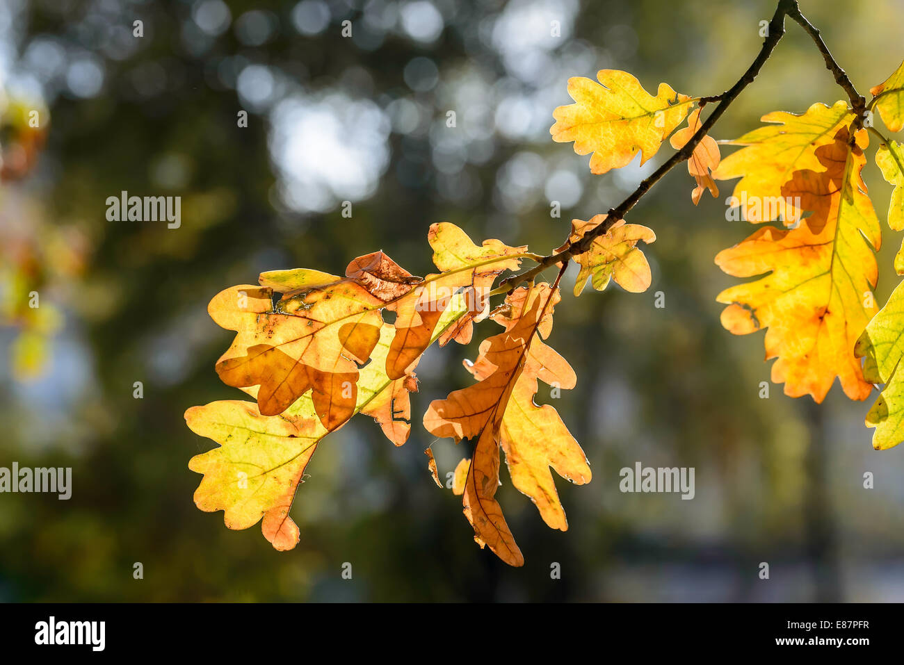 Herbst-Eiche Blätter mit Gegenlicht Stockfoto