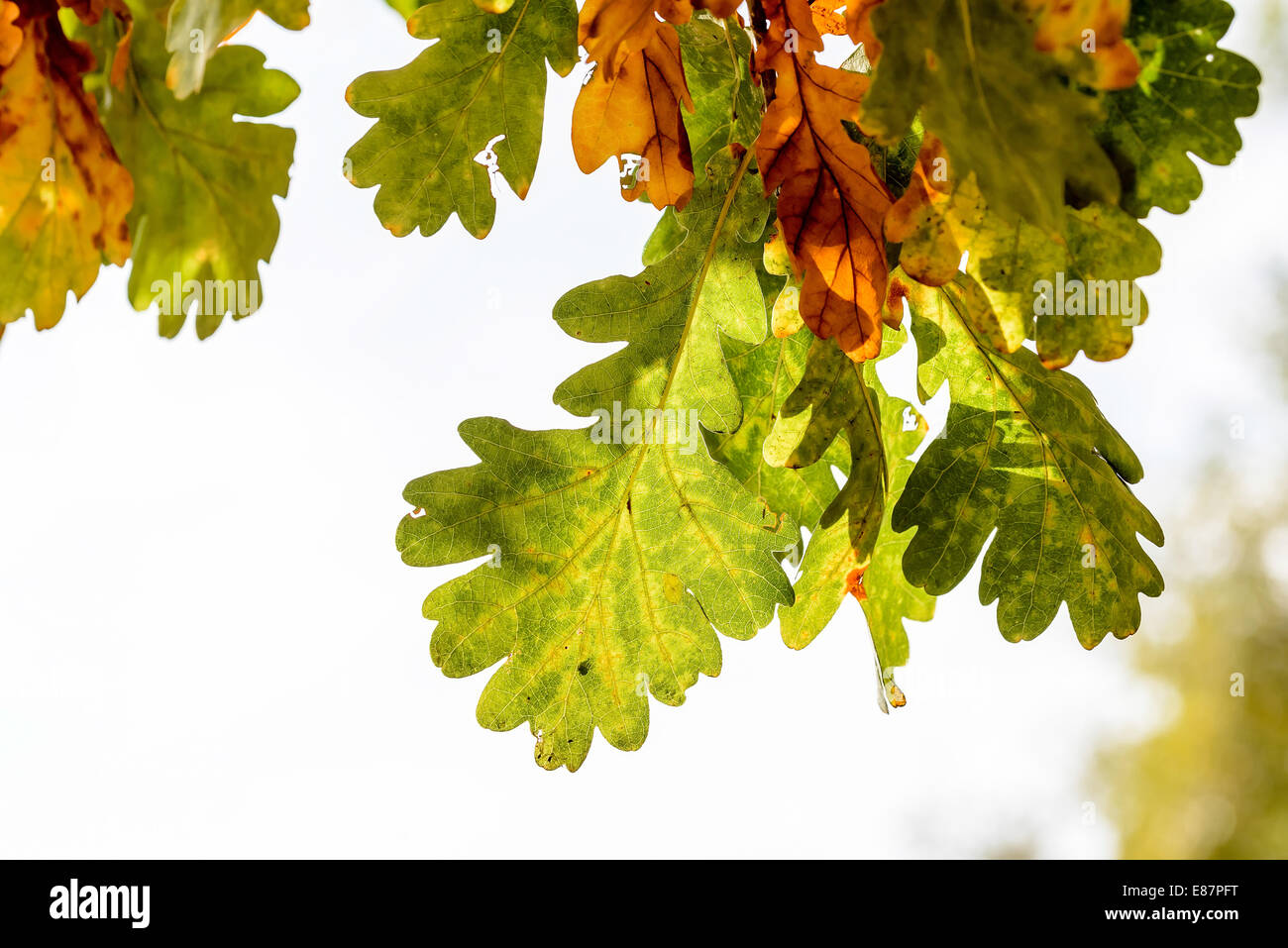 Herbst-Eiche Blätter mit Gegenlicht Stockfoto