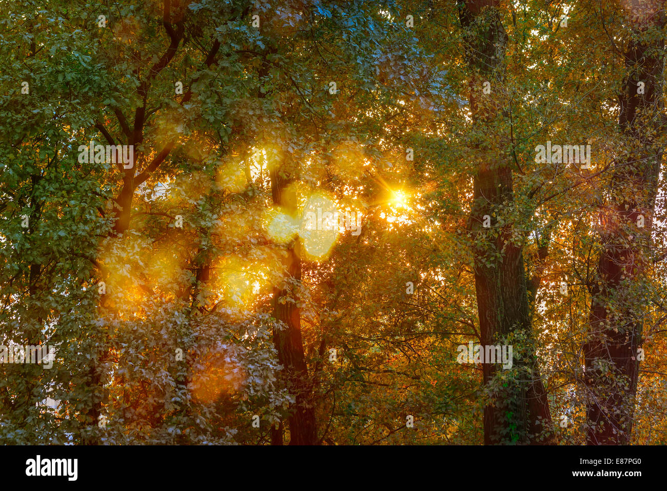 Die warme Sonne beleuchtet den Wald durch die Äste im Herbst Stockfoto