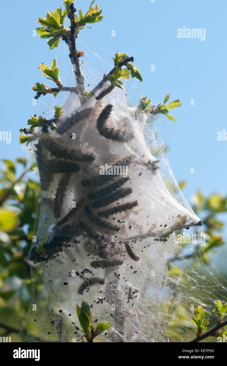 Ein Nest oder Web Brown angebundene Motte Raupen an Dover, Kent Stockfoto