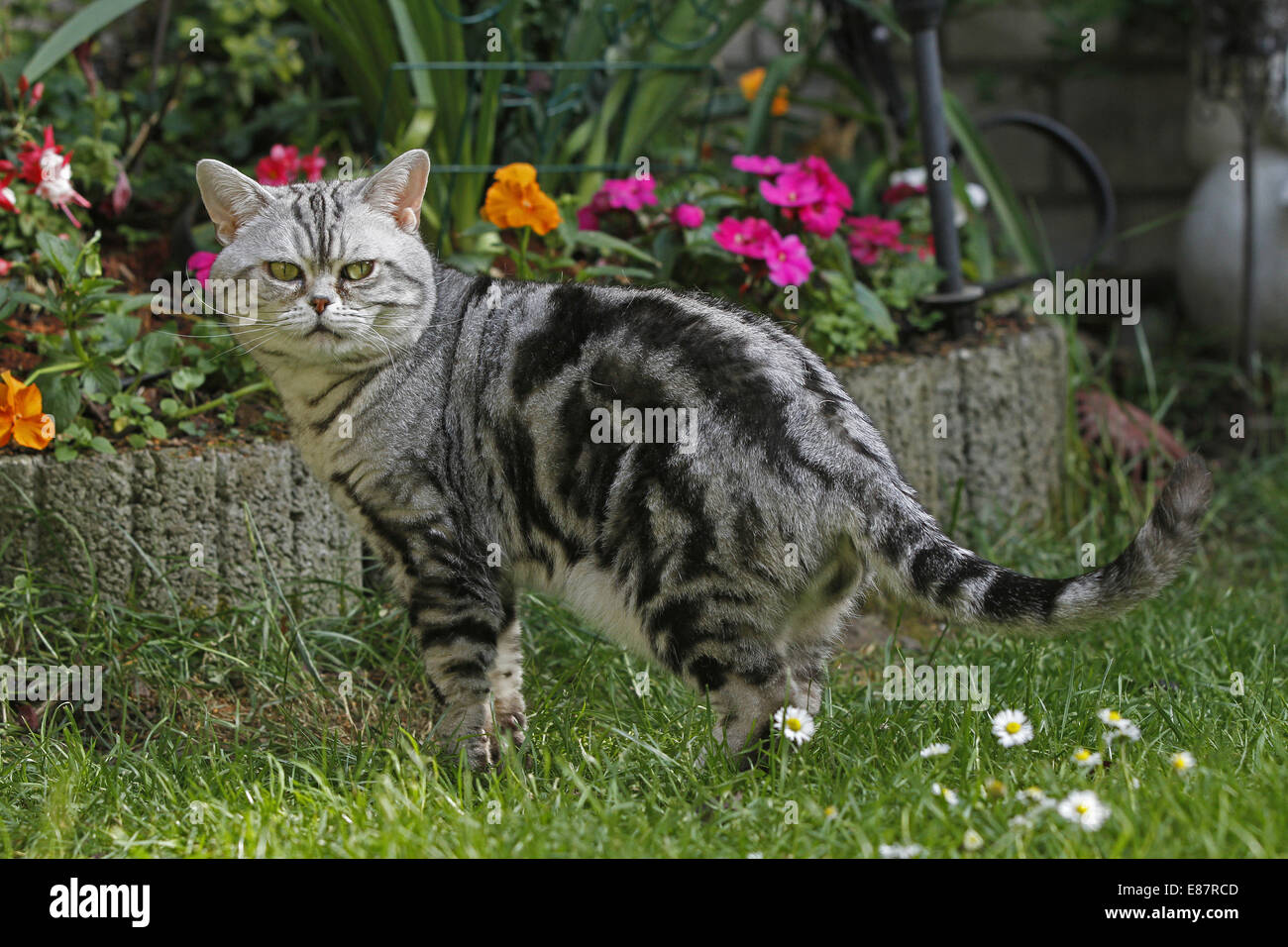 American Shorthair Katze im Garten Stockfoto
