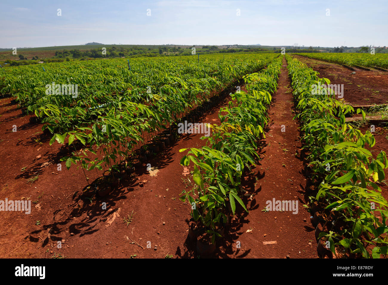 Neu gepflanzten Gummibäume nach einer vorherigen Entwaldung, Kautschuk Baum Plantage, Banlung, Provinz Ratanakiri, Kambodscha Stockfoto