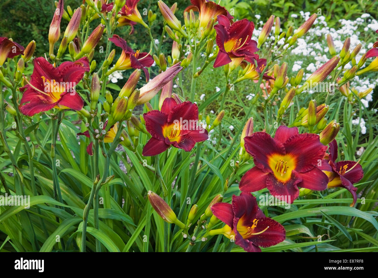 Burgund und gelb "Vintage Bordeaux" Taglilien (Hemerocallis), Quebec, Kanada Stockfoto