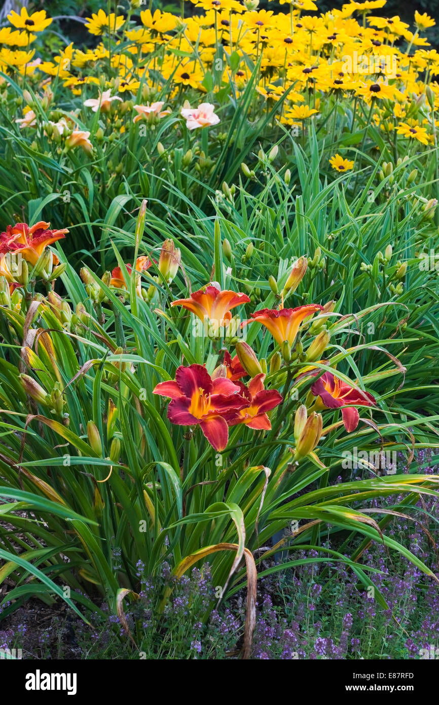 Garten Grenze mit Thymian (Thymus), lila rot Taglilien (Hemerocallis) und gelber Sonnenhut (Rudbeckia) im Sommer, Quebec Stockfoto