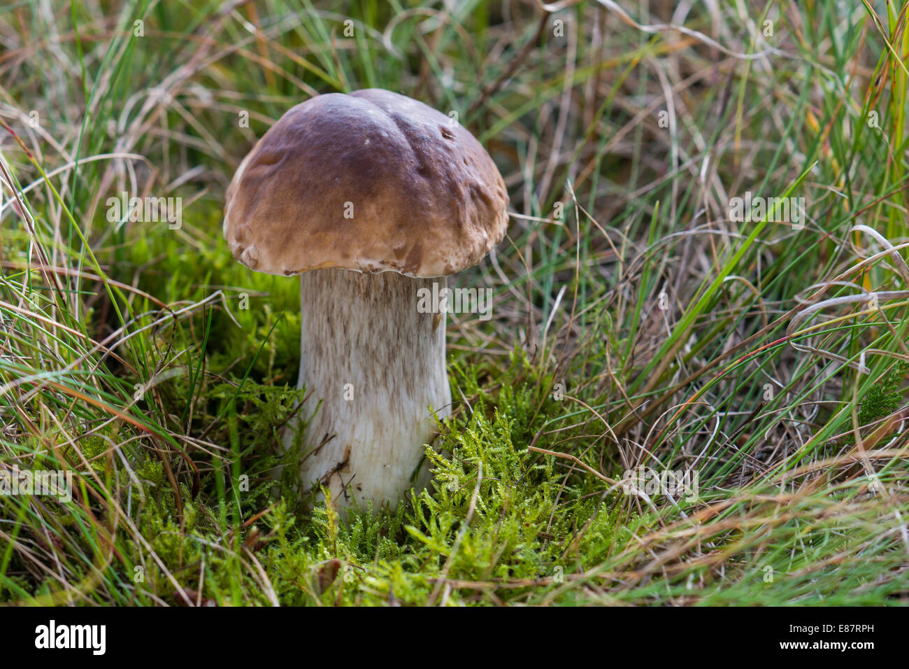 Pilz Steinpilz (Boletus Edulis), Wald, Henne, Region Süddänemark, Dänemark Stockfoto