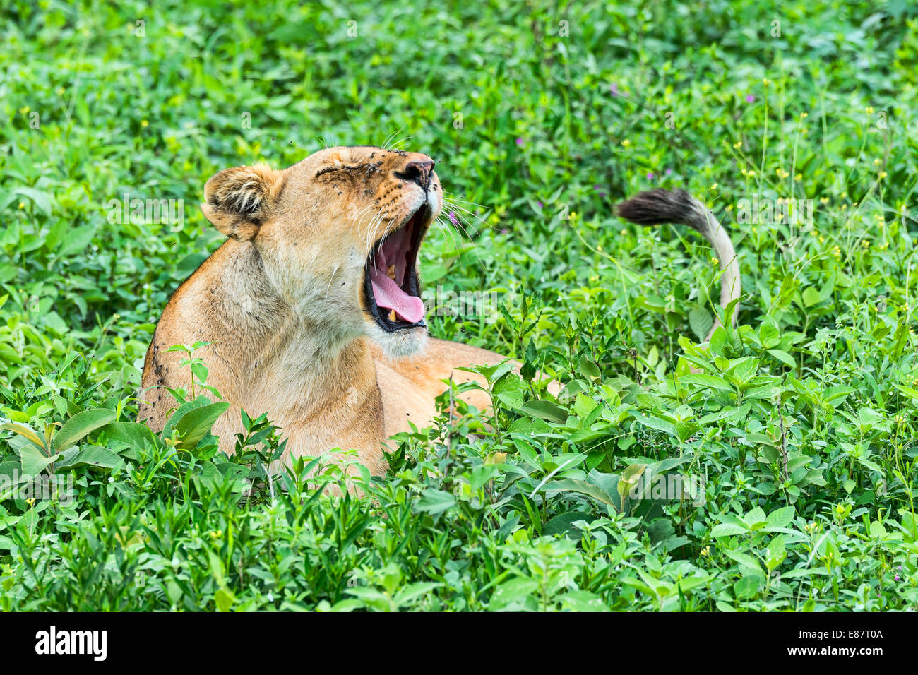 FFLY geritten Löwin (Panthera Leo), Ndutu, Tansania Stockfoto