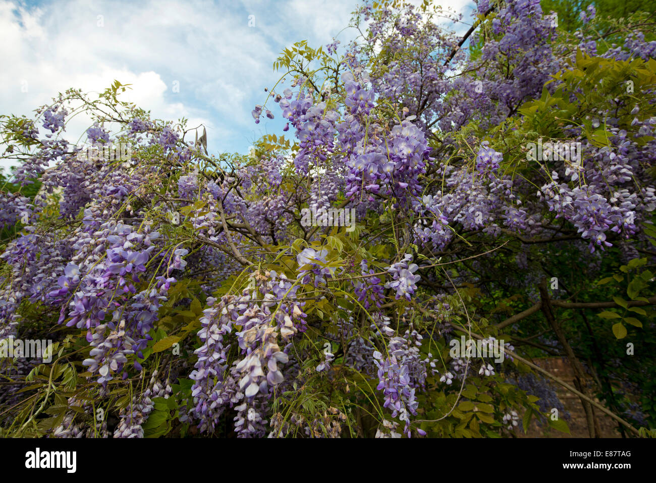 Blauregen (Wisteria), Italien Stockfoto