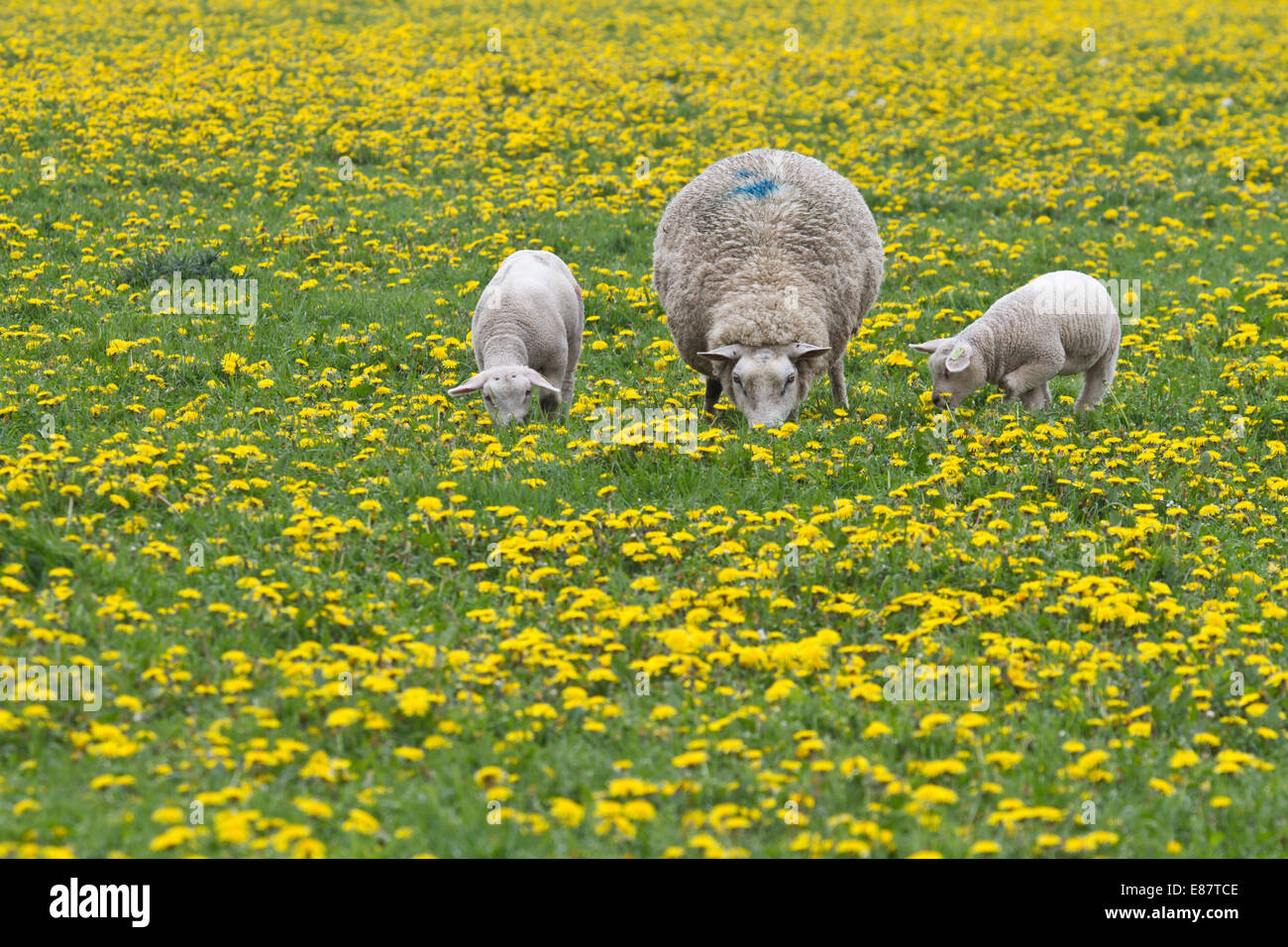 Schafe (Ovis Orientalis Aries) mit zwei Lämmer füttern in Löwenzahn Wiese, Texel, Niederlande Stockfoto