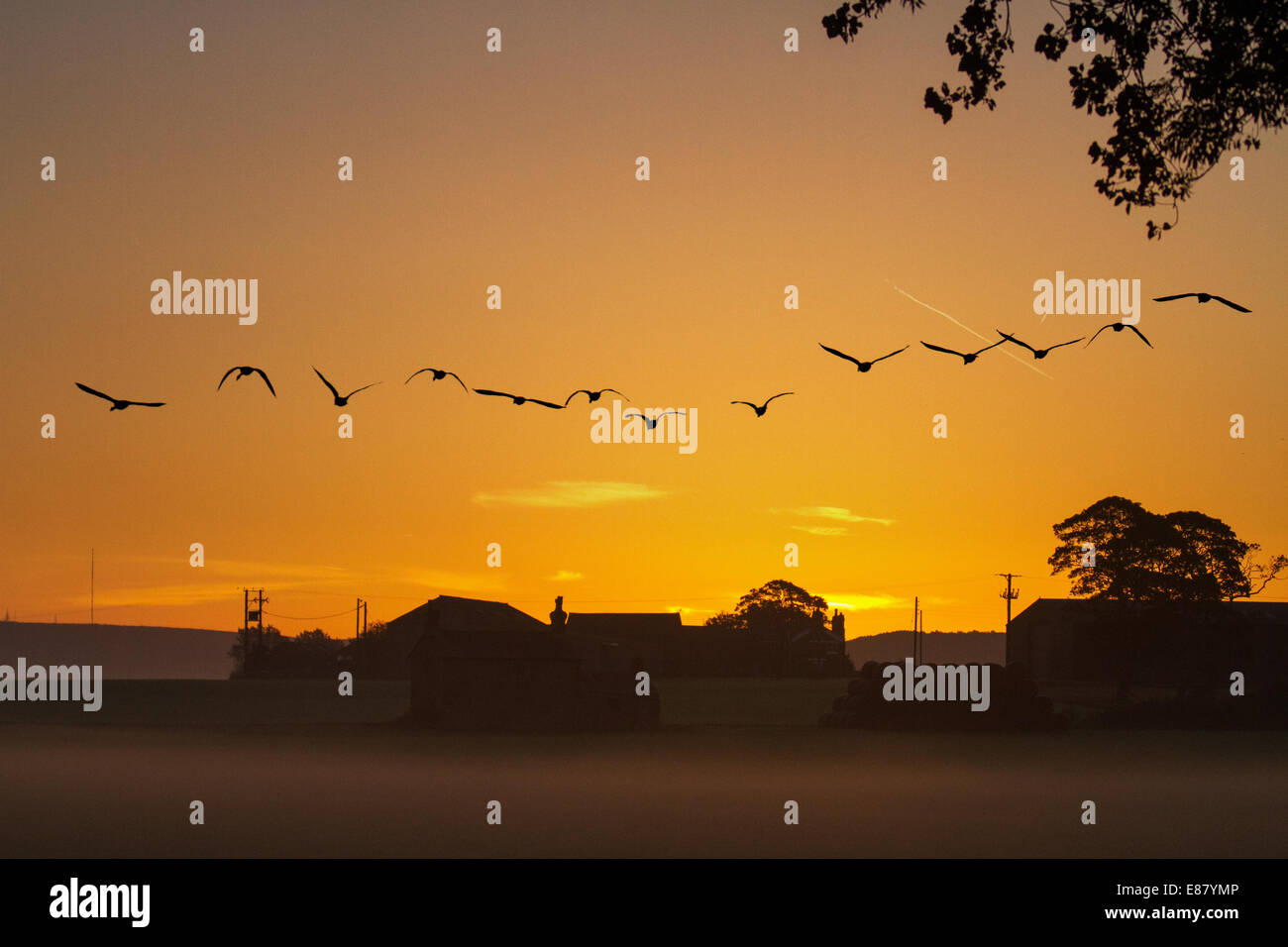 Schwarm Vögel am Himmel in der Morgendämmerung. Southport, Lancashire, Scharen von Vögeln im Flug bei Sonnenaufgang am 2. Oktober 2014. Die absinkende Temperaturen bewirken Gras Frost und Nebel als Rosa-Gänse fliegen in der Nähe von Martin bloße Wetland Centre, wo über 35.000 von ihnen roost auf der Website. Große Herden haben in den letzten Tagen nachdem die 500 Kilometer lange Reise aus Island den nächsten Monat in Lancashire zu verbringen machte angekommen. Stockfoto