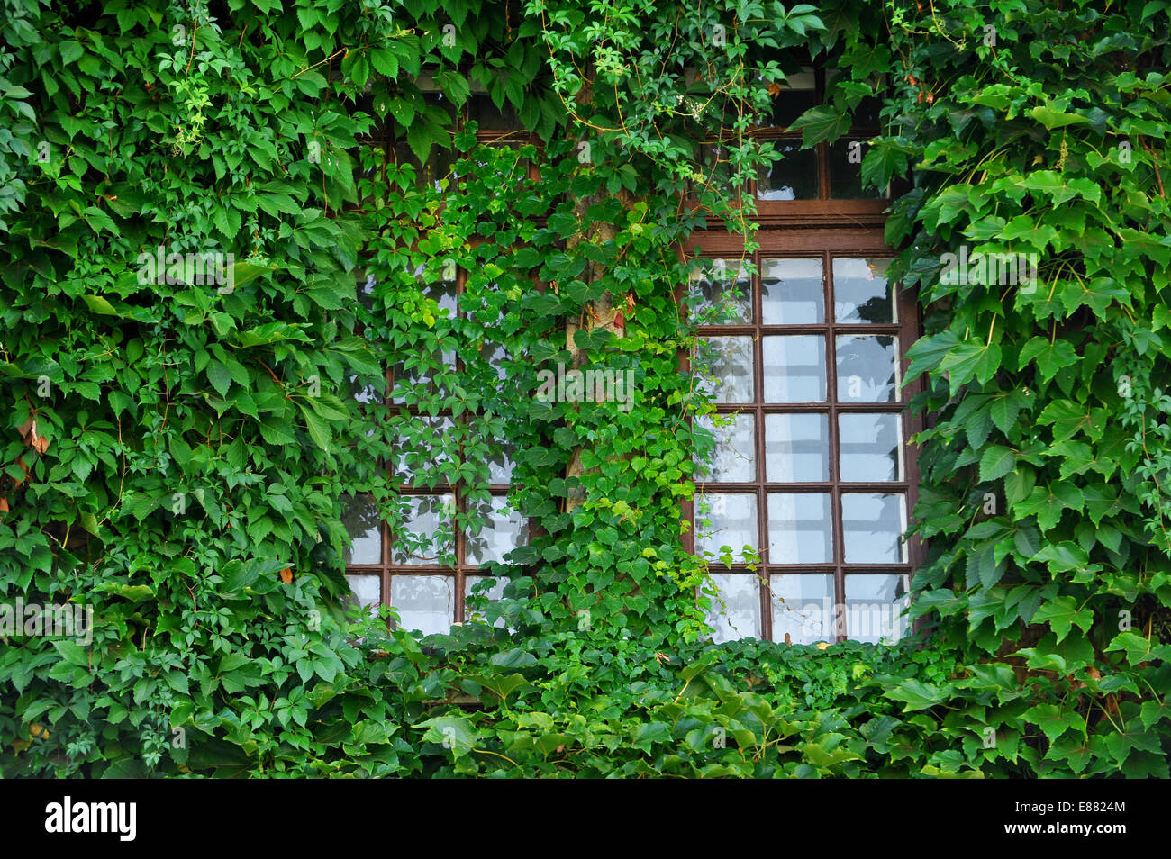Alte Holzfenster fallenden grünen Efeu Stockfoto