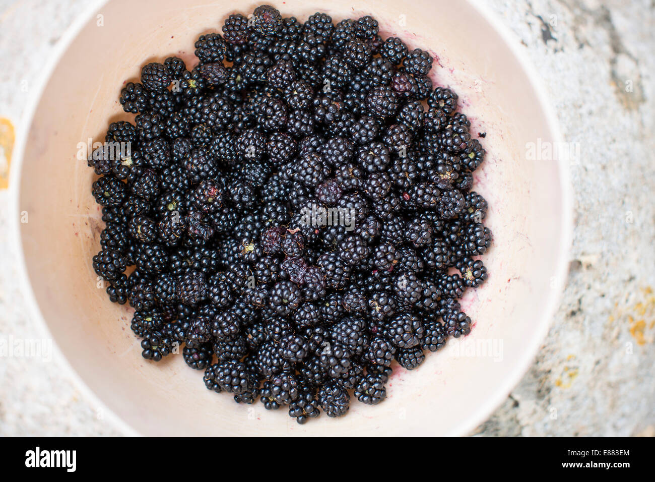 Frisch gepflückt Garten Brombeeren in eine Plastikschüssel. Stockfoto