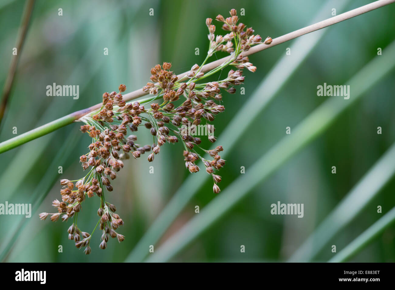 Harte Rush (Juncus Inflexus) Blumen Preston Monford UK Europe Stockfoto