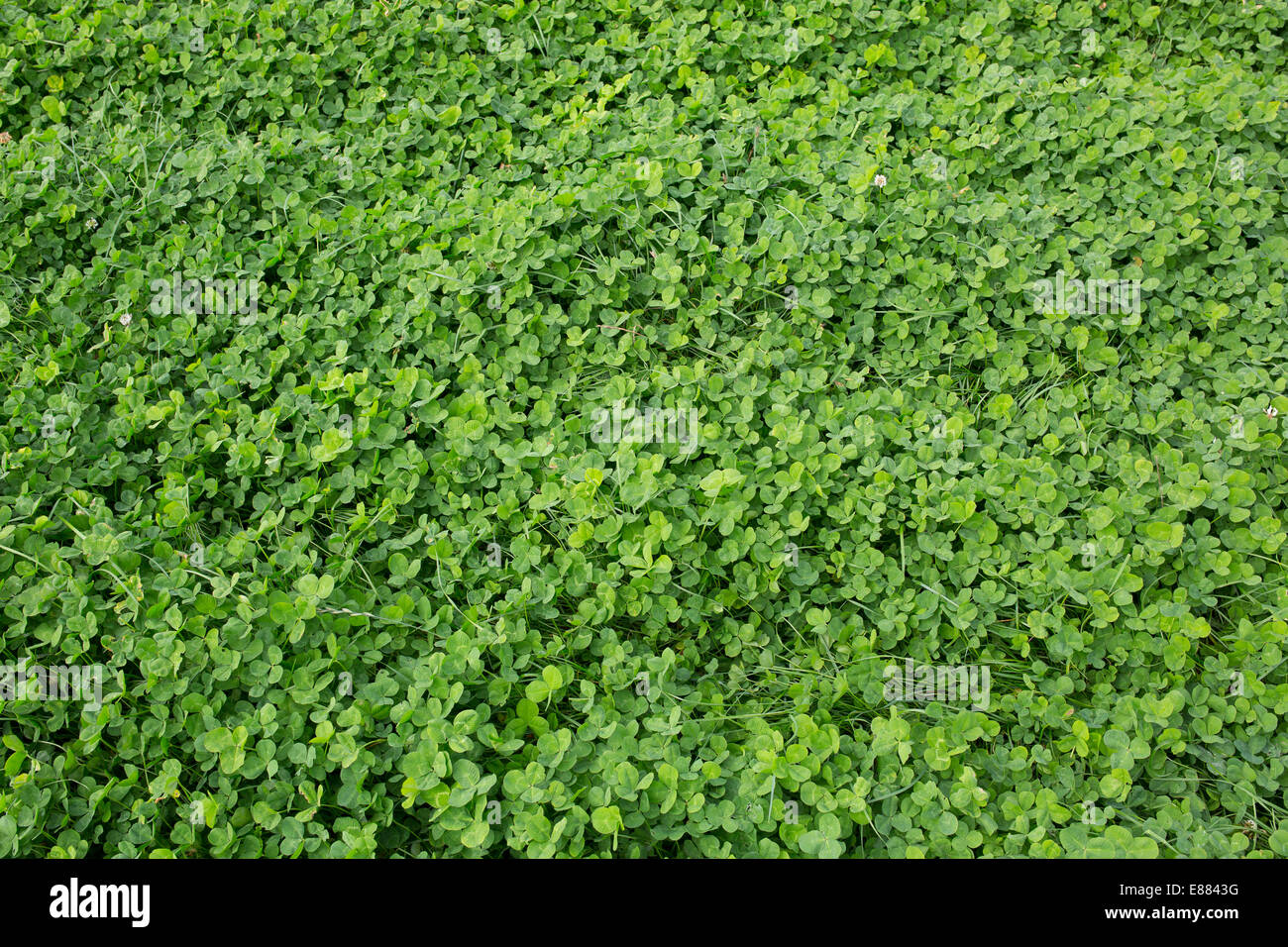 Bereich der grünen Klee. Stockfoto