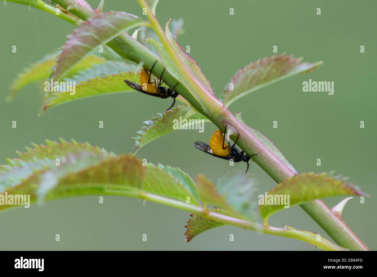 Weibliche große Rose Blattwespen (Arge Pagana) mit einer Säge macht parallele Schnitten in die frischen Triebe der wild Rose zur Eiablage. Stockfoto