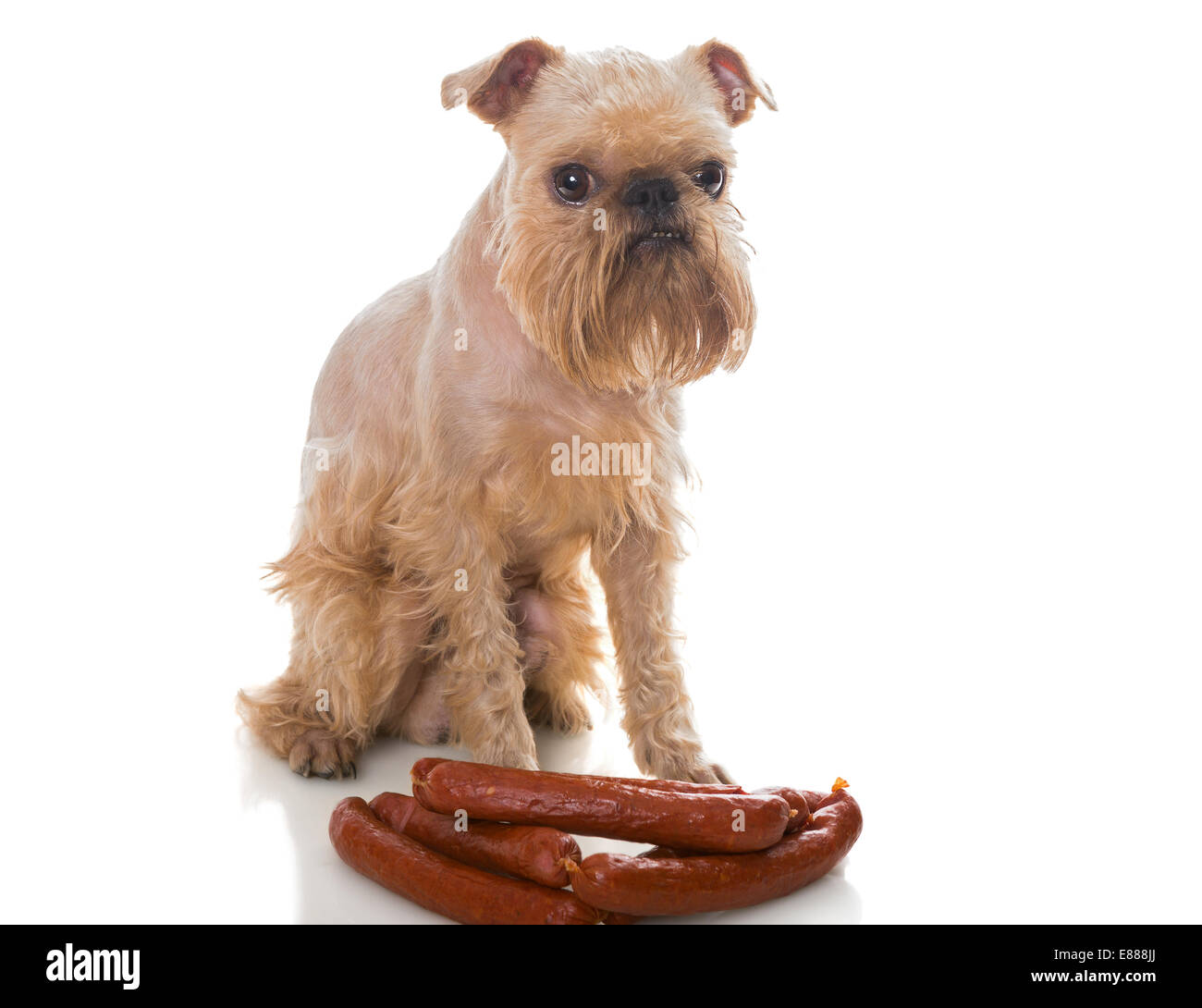 Hunderasse Griffin und viele Würstchen Stockfoto