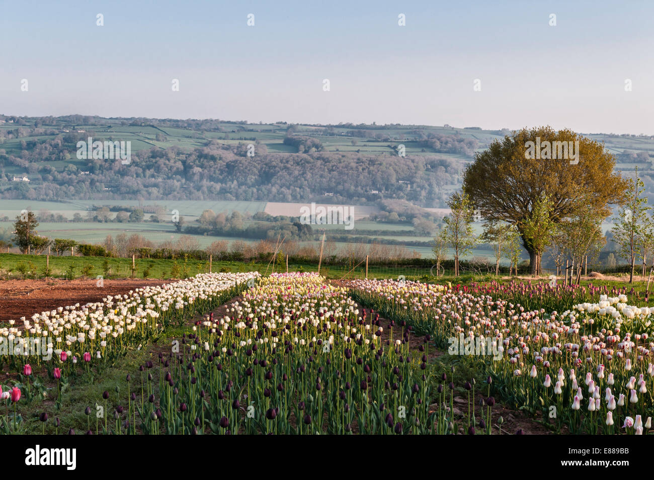 Ein Feld von Tulpen angebaut zum Verkauf als Schnittblumen im Versandhandel, Herefordshire, UK Stockfoto