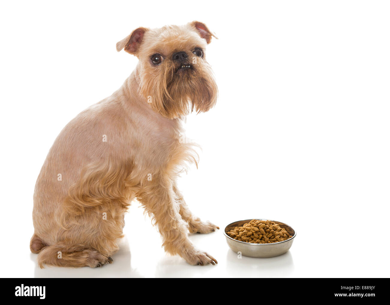 Griffon und Trockenfutter, isoliert auf weißem Hintergrund Stockfoto