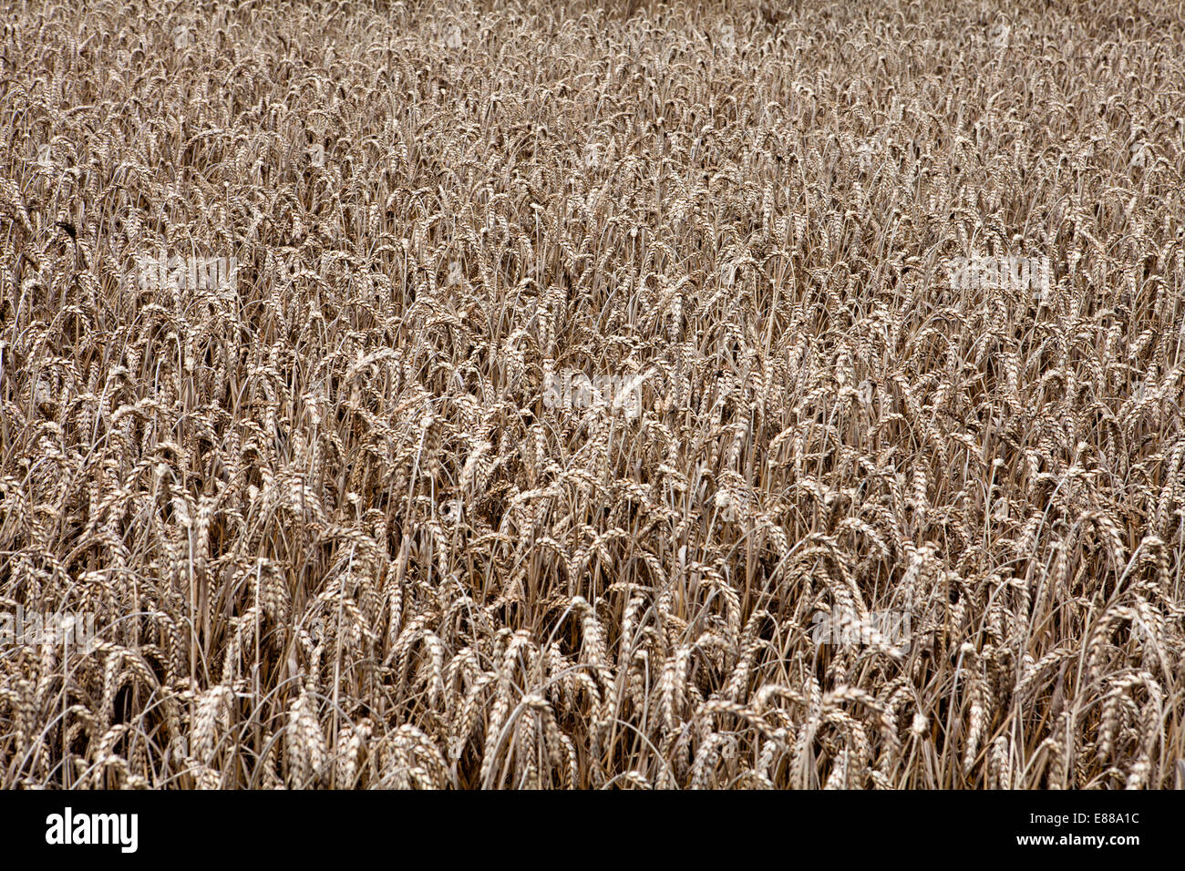 Reifen Getreidefeld in der Nähe von Warburg, Warburger Boerde Plain, North Rhine-Westphalia, Deutschland, Europa, Stockfoto