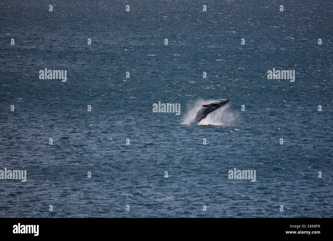 Einzelne Buckelwal eine Ganzkörper-Verletzung aus dem Wasser zu tun Stockfoto