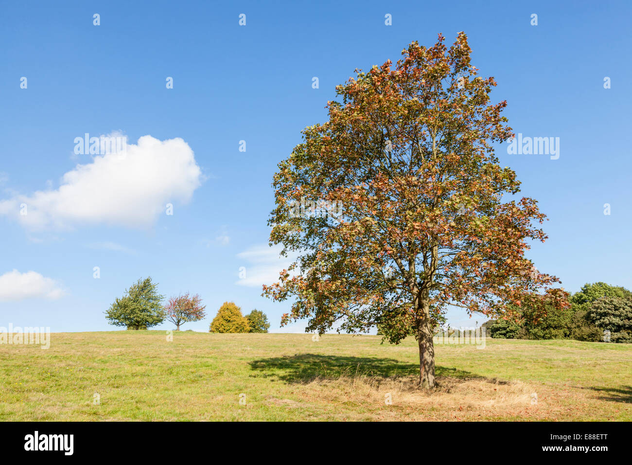 Ein Baum im Herbst Farben bei Colwick Woods, Nottingham, England, Großbritannien Stockfoto
