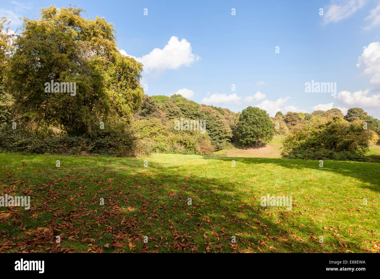 September Landschaft. Herbst Blätter auf einen offenen Bereich des Grases innerhalb von Woodland am Colwick Woods, Nottingham, East Midlands, England, Großbritannien Stockfoto