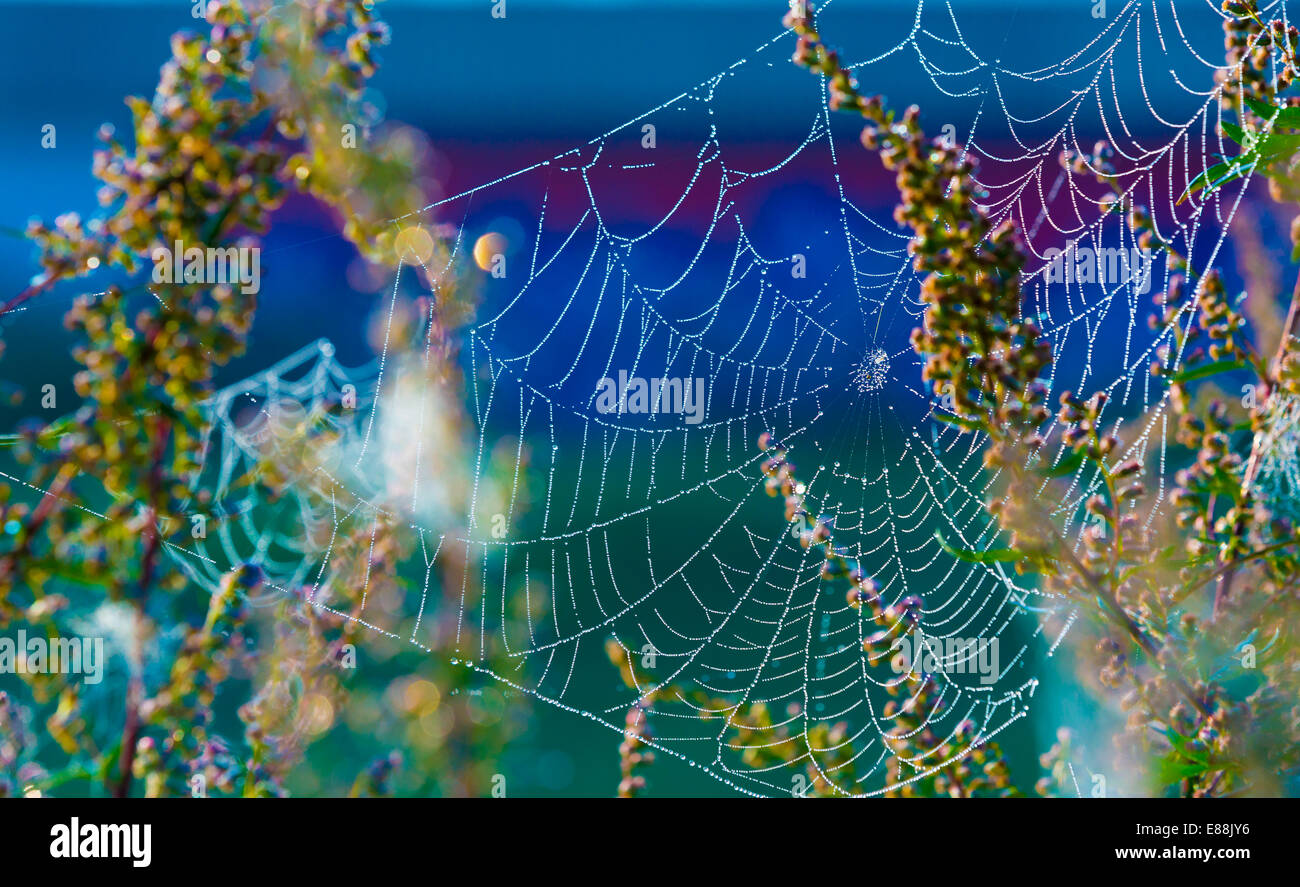 Spinnweben auf dem Rasen mit Tau fällt, Spinnennetz im Wald Stockfoto