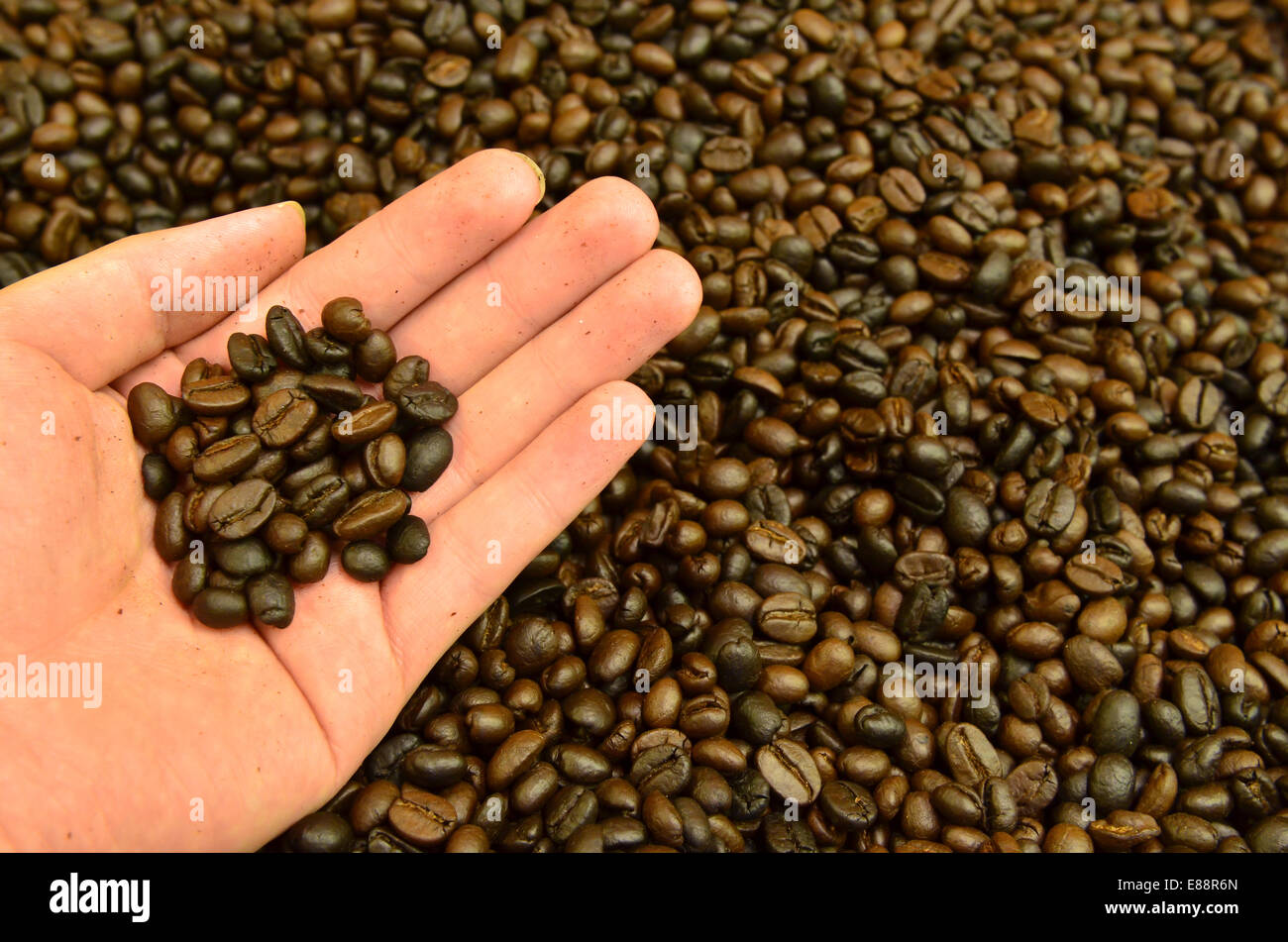 Frisch geröstete Kaffee Korn in der hand Stockfoto