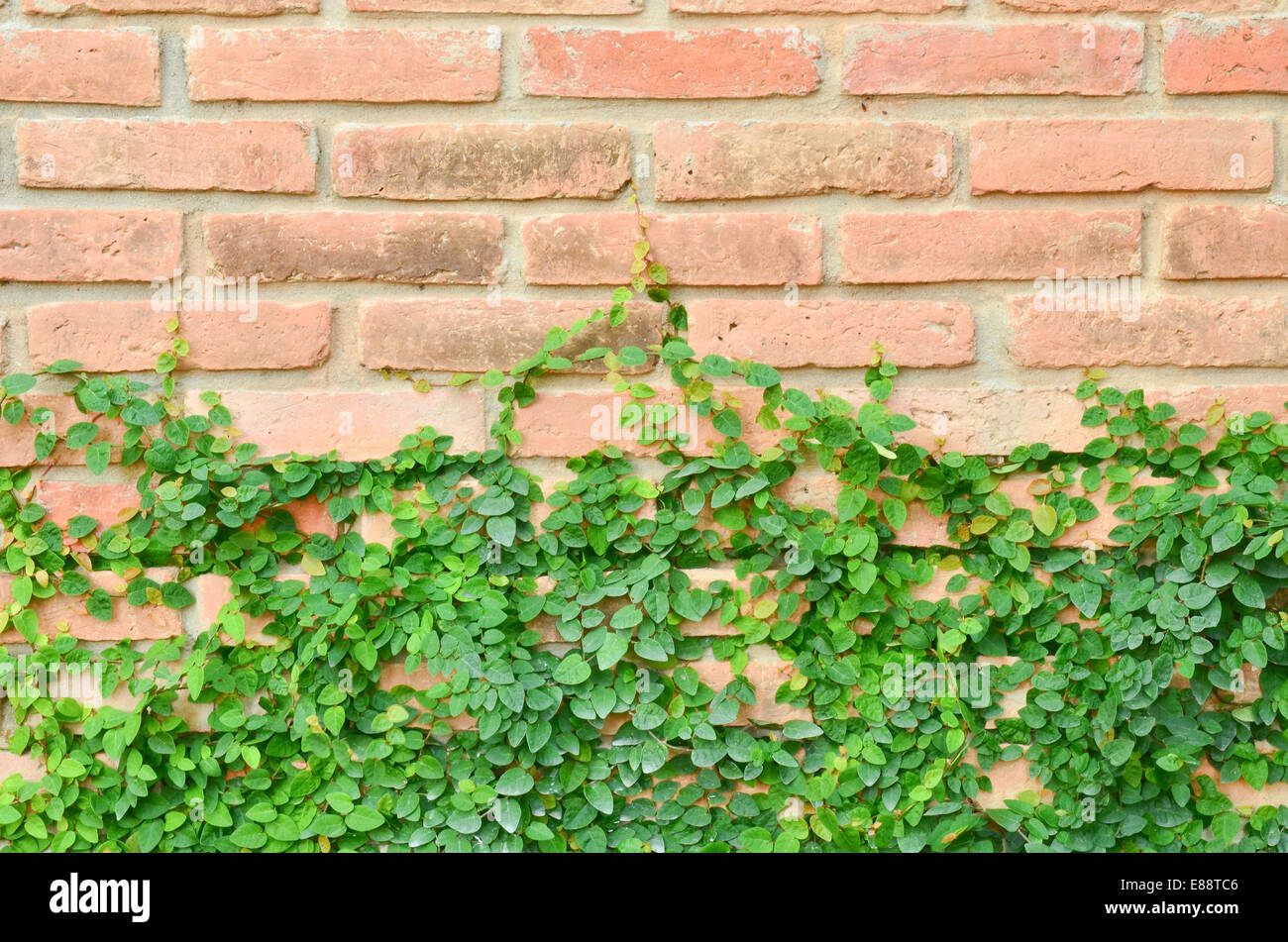 Grüne Pflanze auf Ziegelmauer Stockfoto