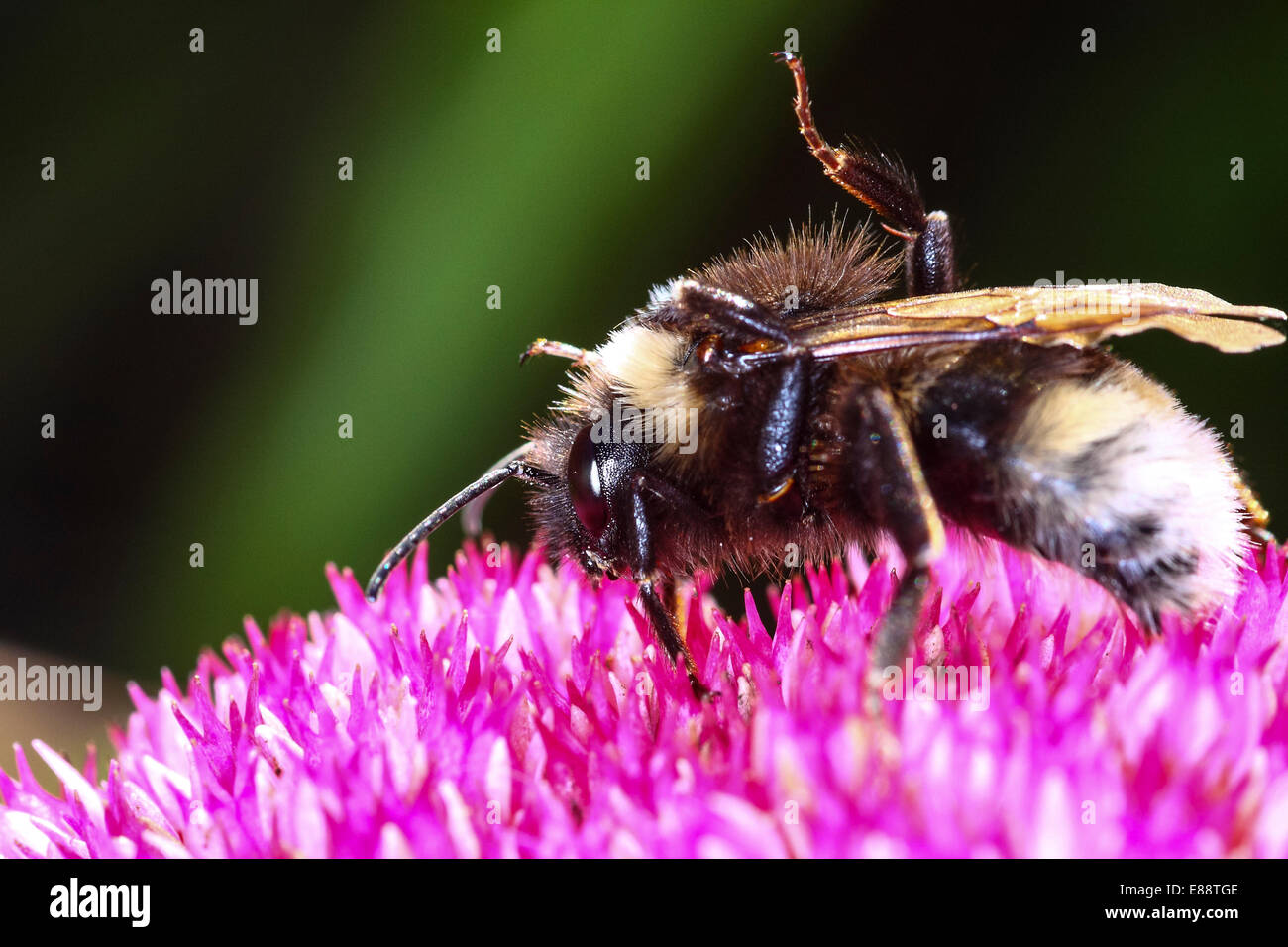 Bienen bestäuben eine Blume Stockfoto