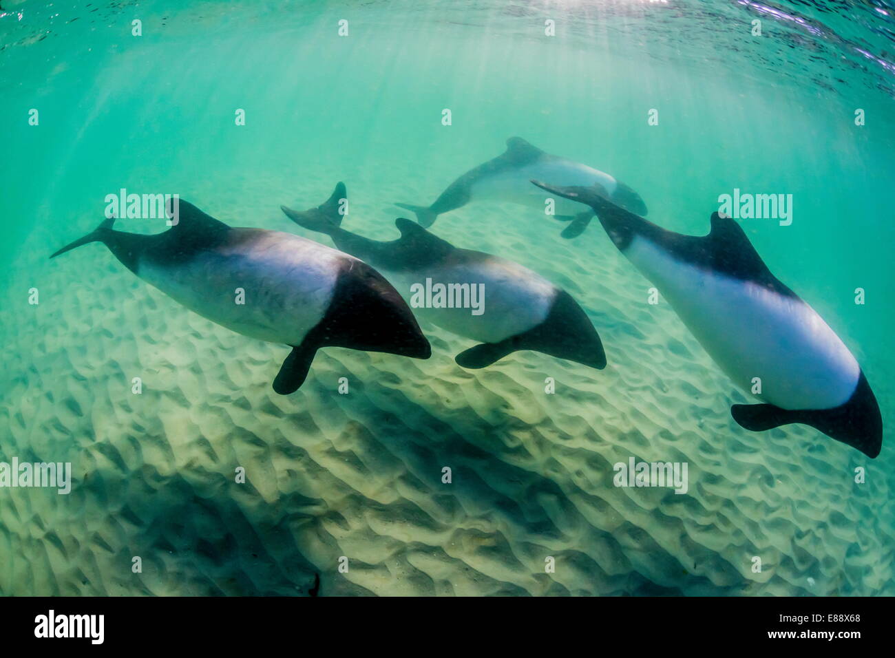 Erwachsenen Commerson-Delfine (Cephalorhynchus Commersonii), Unterwasser an der Karkasse Insel, Falkland-Inseln, Großbritannien Stockfoto