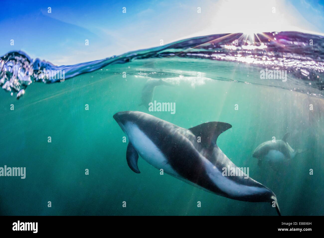 Erwachsenen Peale Delphin (Lagenorhynchus Australis), Unterwasser im seichten Wasser in der Nähe von New Island, Falkland-Inseln, UK Stockfoto