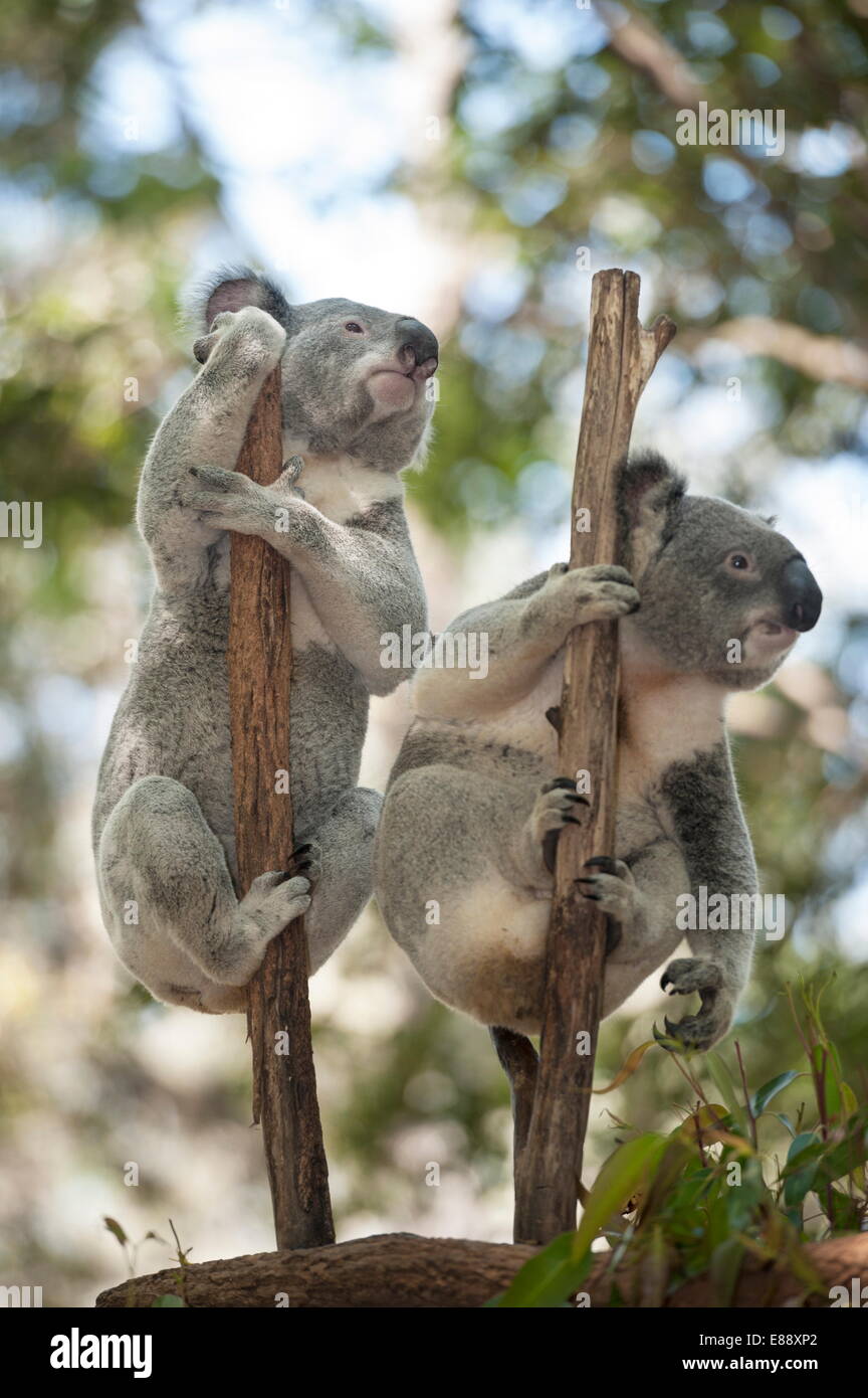Zwei Koalas (Phascolarctos aschgrau) an einem Baum hängen Lone Pine Koala Sanctuary, Brisbane, Queensland, Australien, Pazifik Stockfoto