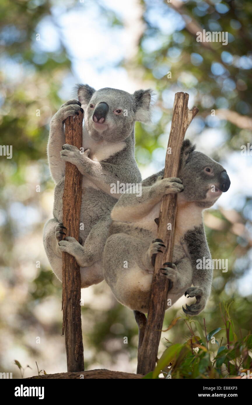 Zwei Koalas (Phascolarctos aschgrau) an einem Baum hängen Lone Pine Koala Sanctuary, Brisbane, Queensland, Australien, Pazifik Stockfoto