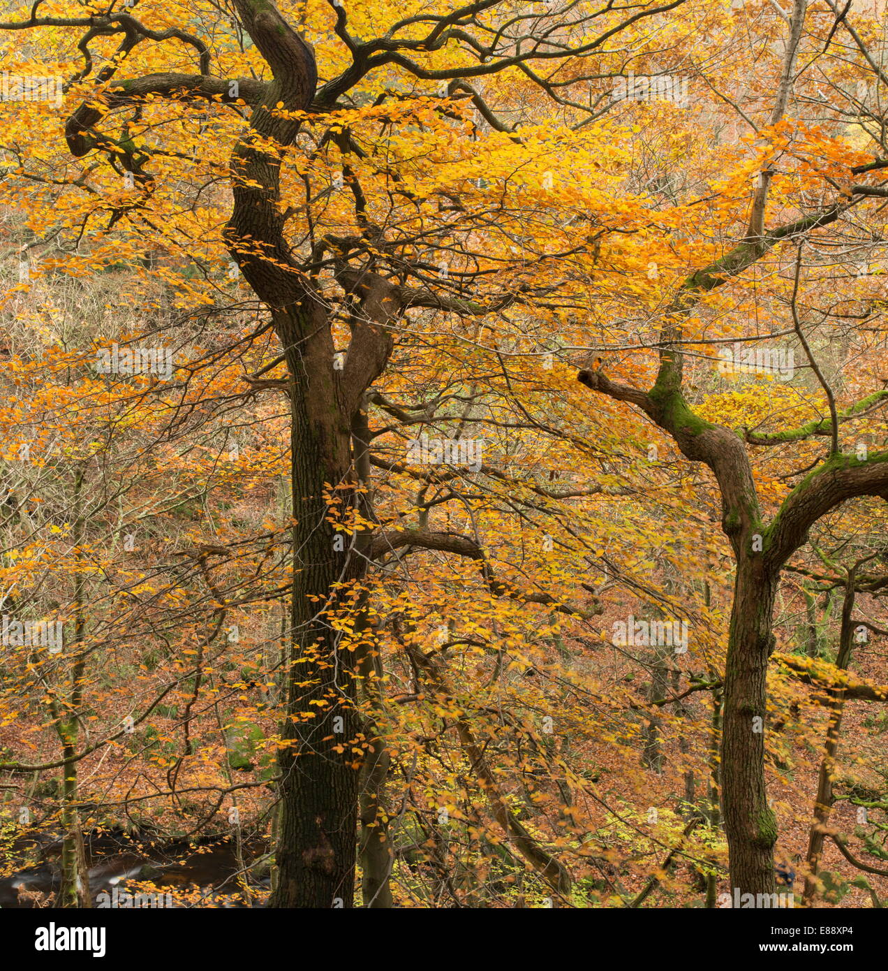 Ein Blick auf Padley Schlucht, Derbyshire, England, Vereinigtes Königreich, Europa Stockfoto