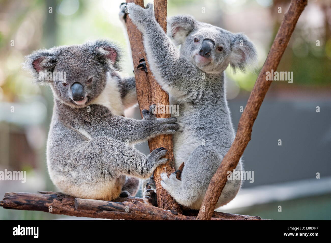 Zwei Koalas (Phascolarctos aschgrau) spielen auf einem Baum, Lone Pine Koala Sanctuary, Brisbane, Queensland, Australien, Pazifik Stockfoto