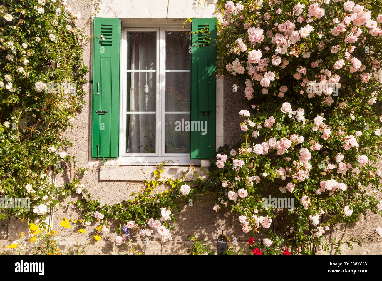 Rosen bedecken ein Haus in dem Dorf Chedigny, Indre-et-Loire, Centre, Frankreich Stockfoto