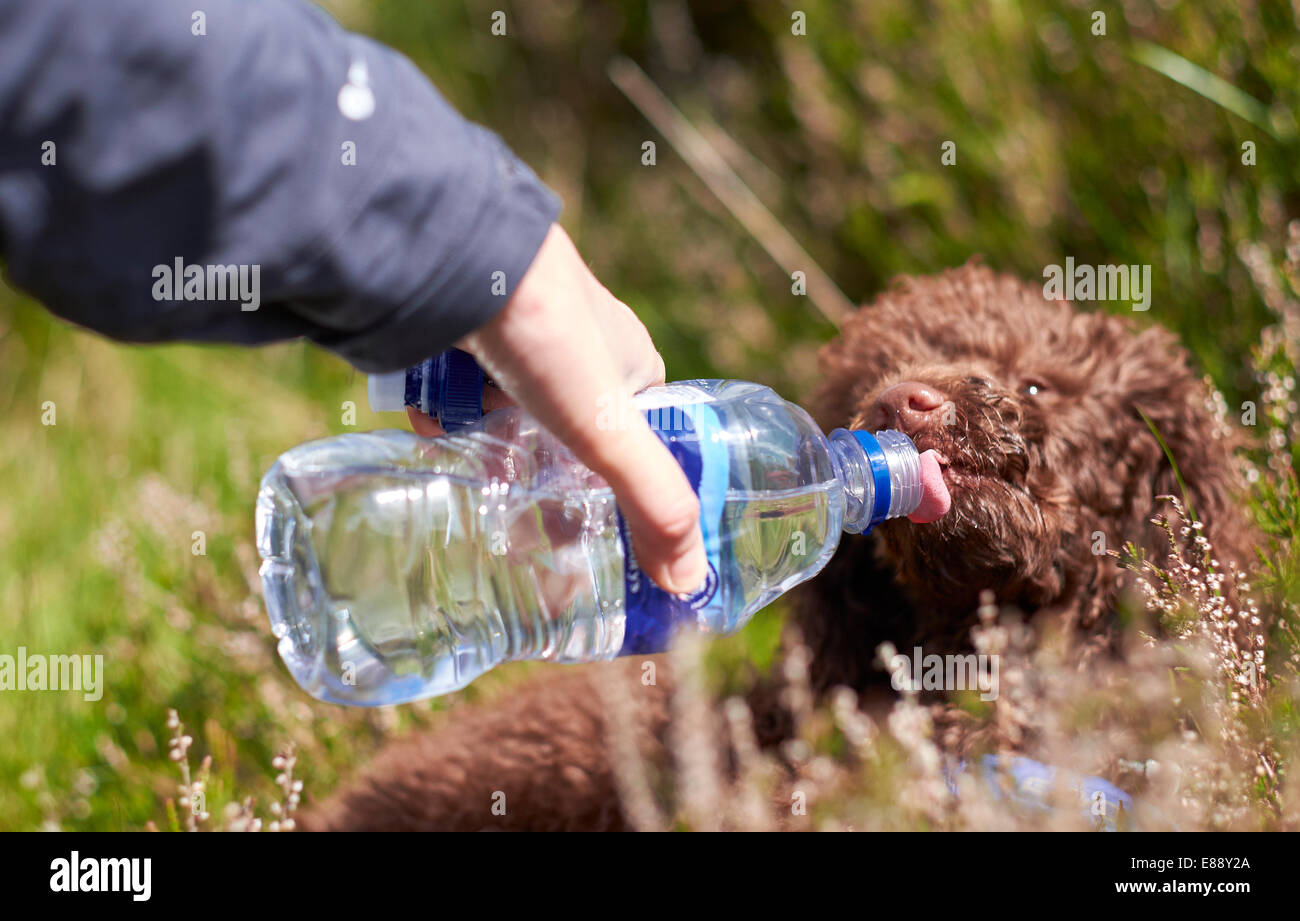 Ein Hund Trinkwasser aus einer Flasche auf einem Spaziergang in der Natur. Stockfoto