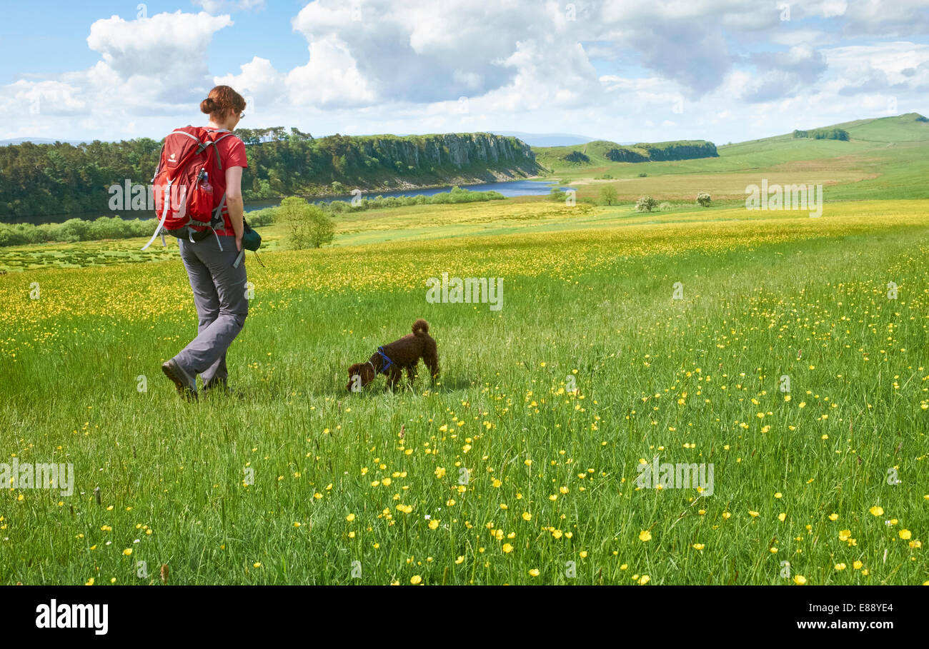 Ein Wanderer zu Fuß ihren Hund am Hadrianswall in Northumberland, North East England. Stockfoto
