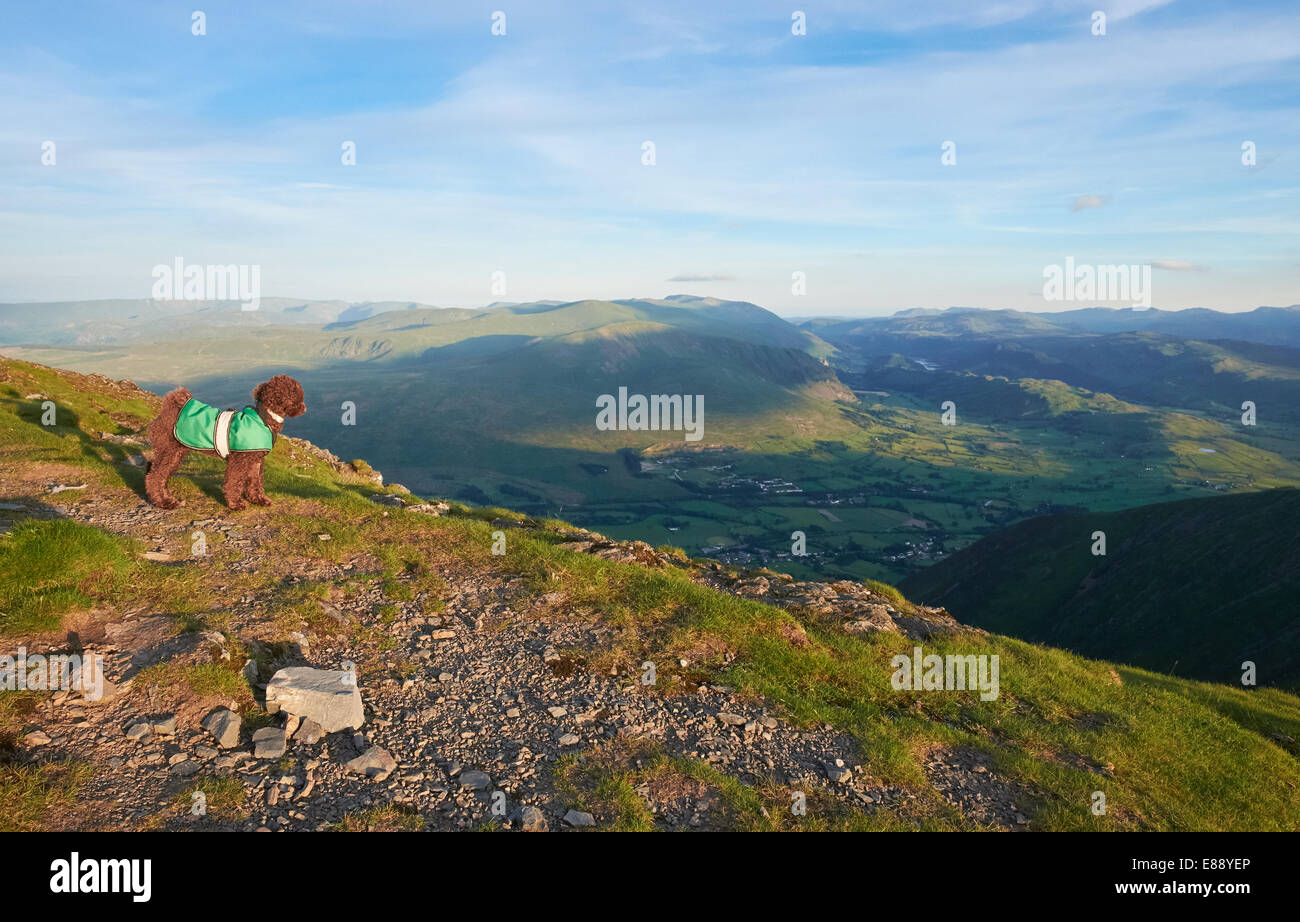 Ein Hund, erkunden den Gipfel des Blencathra mit Threlkeld, mittlere Zunge und Gategill fiel in der Ferne in den Lake District, C Stockfoto