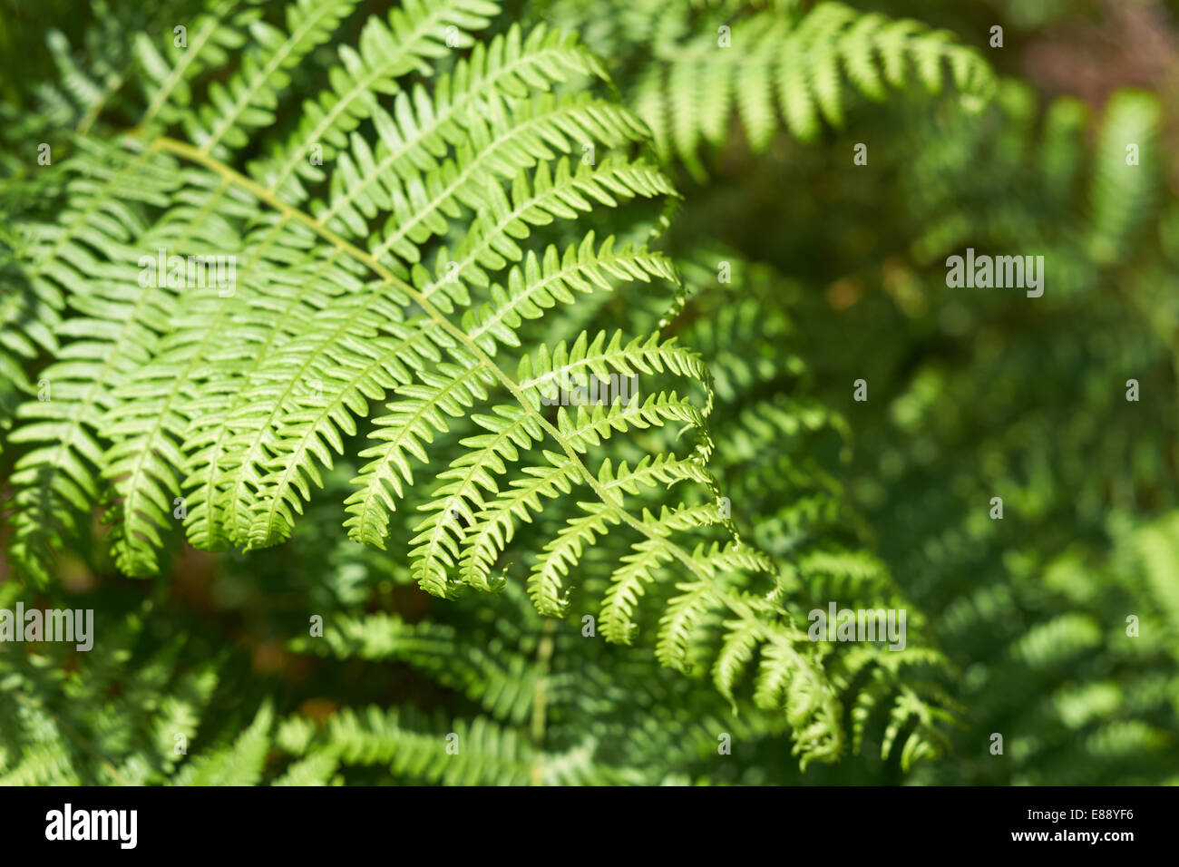 Ein frischer grüner Farn Blatt im Sommer. Stockfoto